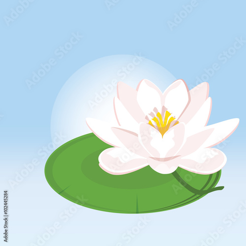 Water lily vector