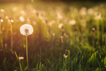 Green summer meadow with dandelions at sunset. Nature background