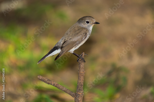 Red Throated Flycatcher