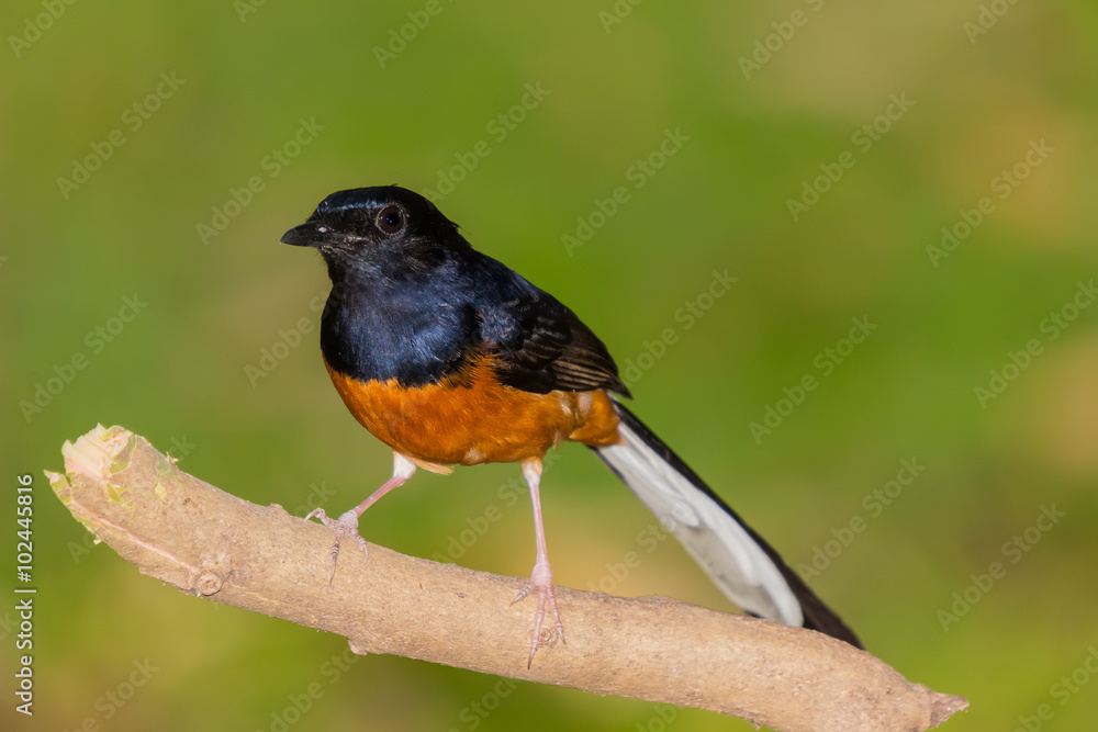 Fototapeta premium White-rumped shama