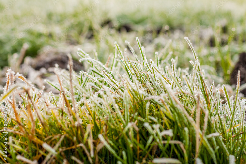 Frozen Grass Frozen Grass