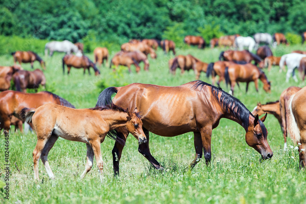 Herd of Arabian horses eating grass in field in summer Herd of Arabian horses eating grass in field in summer
