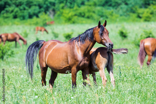 Herd of Arabian horses eating grass in field in summer