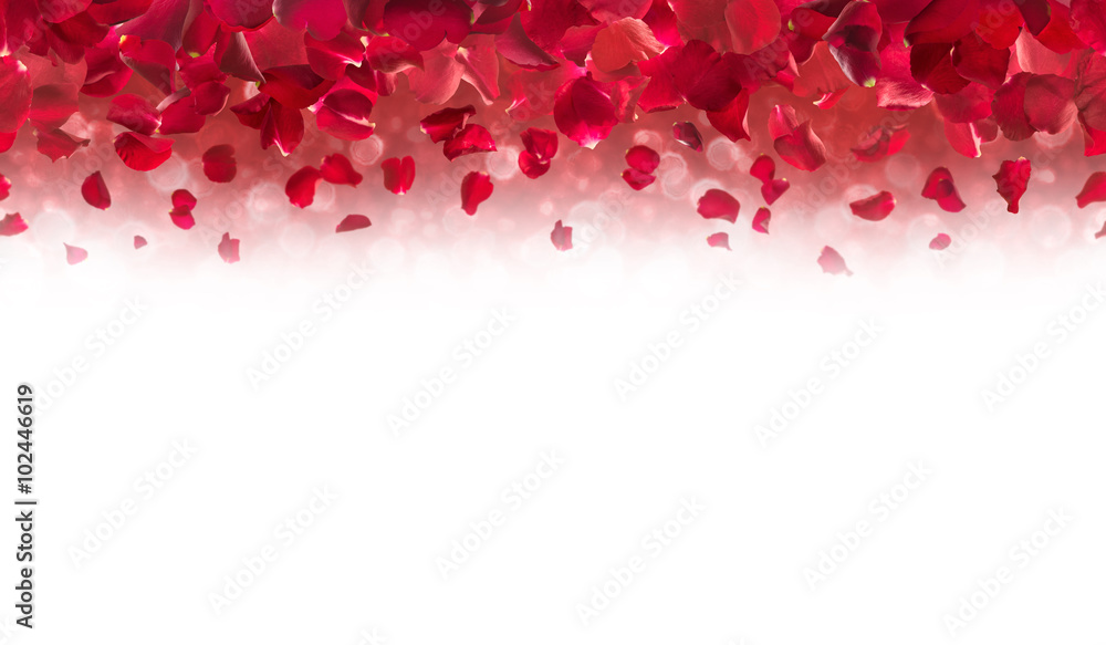 Fototapeta premium Red rose petals, falling from up above, each studio photographed, horizontally repeatable, with a soft bokeh background, fading into absolute white