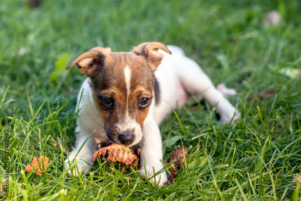 A young puppy with adoring eyes is laying on grass while sniffing on a dry autumn leaf 