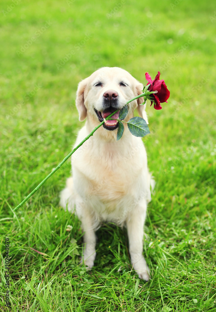 Beautiful Golden Retriever dog holding red flower in teeth on gr