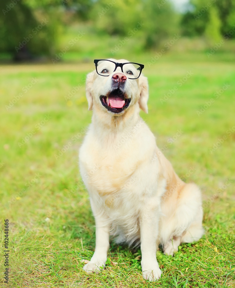 Golden Retriever dog in glasses on grass in summer day