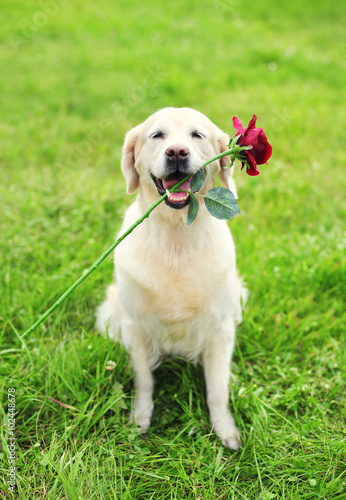 Canvas Print Beautiful Golden Retriever dog holding red flower in teeth on gr