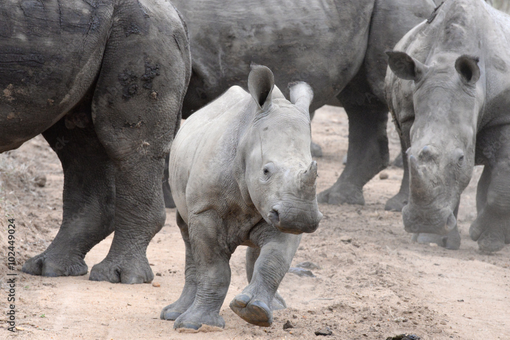 Naklejka premium white Rhino Calf