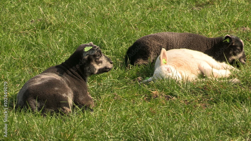 Sheep with their lambs resting in a field Sheep with their lambs resting in a field
