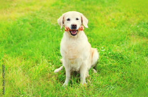 Golden Retriever dog with rubber bone toy on grass in summer day