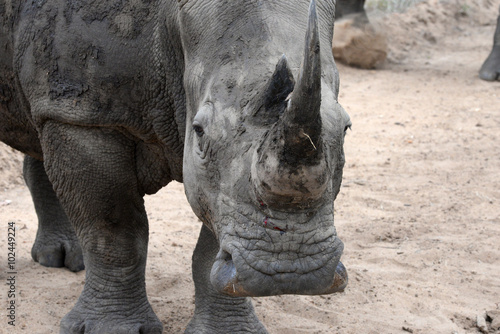 White Rhinoceros