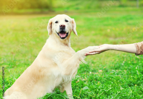 Owner training Golden Retriever dog on grass, giving paw