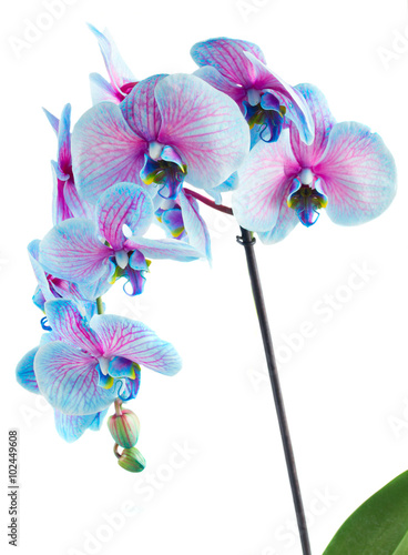 Fototapeta Naklejka Na Ścianę i Meble -  stem of blue orchids