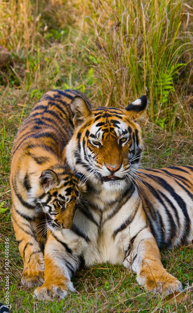 Obraz premium Mother and cub wild Bengal tiger in the grass. India. Bandhavgarh National Park. Madhya Pradesh. An excellent illustration.