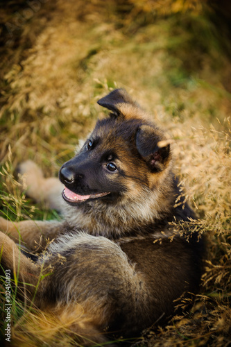 German Shepherd puppy lying in the long grass