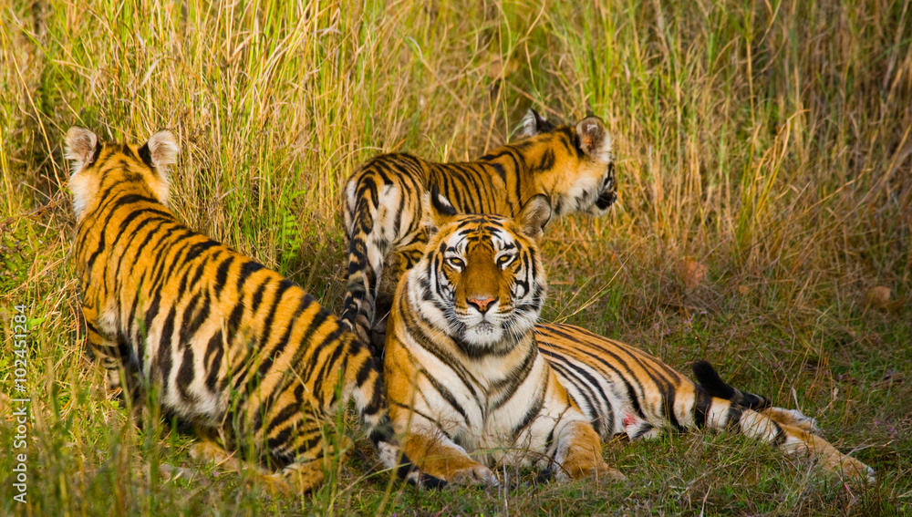Obraz premium Three wild tiger in the jungle. India. Bandhavgarh National Park. Madhya Pradesh. An excellent illustration.