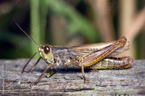 Wallpaper Mural A brown field grasshopper is sitting on a piece of wood. This rare species is known to make a locomotive sound. Torontodigital.ca