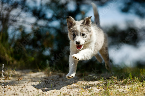  A smiling border collie puppy jumps while he is running during some play time. 