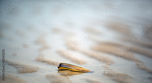 A razor shell is laying lonely on a wet part of a  beach © Bastiaan Schuit