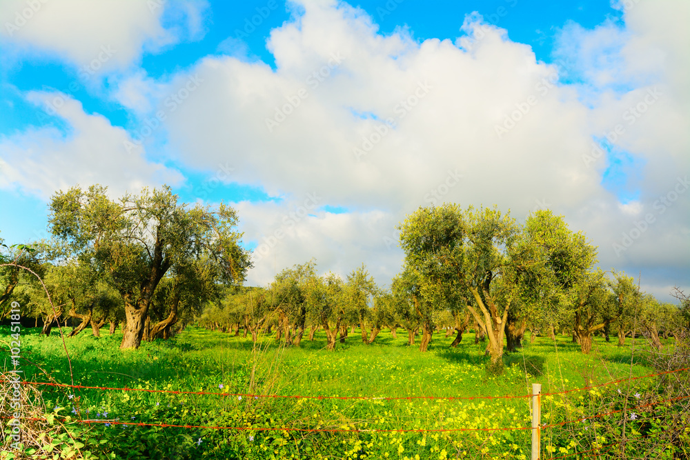 Olive trees in a green meadow