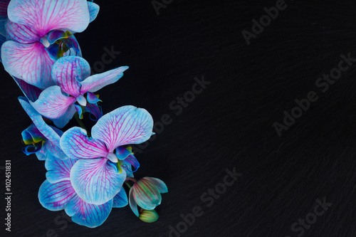 Fototapeta Naklejka Na Ścianę i Meble -  Bunch of violet orchids 