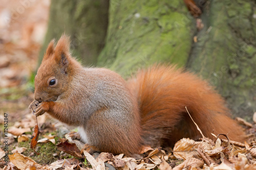 Red Squirrel, Lazienki Park, Warsaw © lnichetti