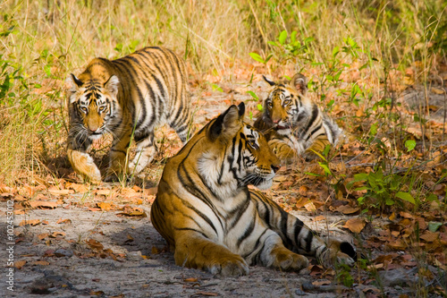 Three wild tiger in the jungle. India. Bandhavgarh National Park. Madhya Pradesh. An excellent illustration.