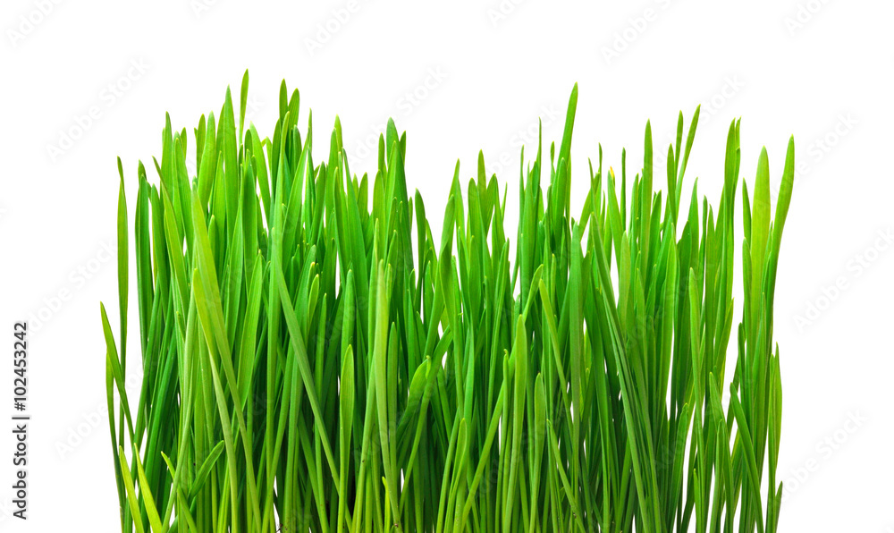 green grass isolated on white green grass isolated on white