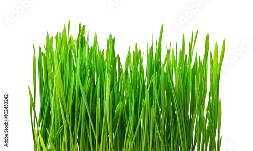 green grass isolated on white