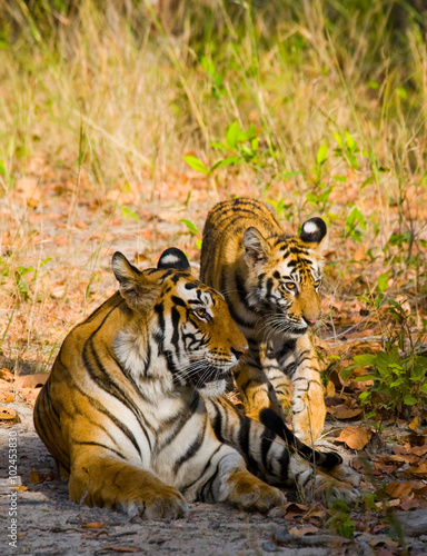 Two wild tiger in the jungle. India. Bandhavgarh National Park. Madhya Pradesh. An excellent illustration.