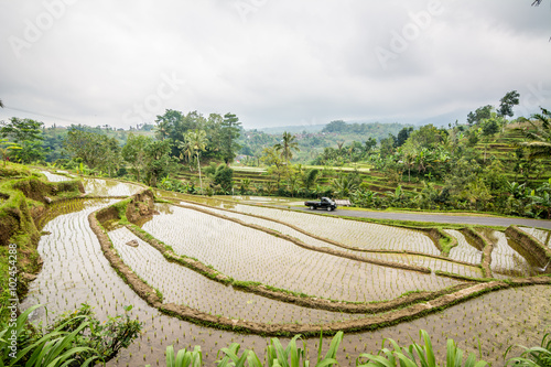 arrozales de bali, indonesia