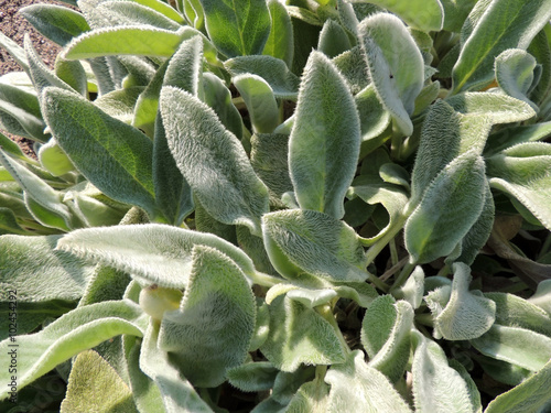 Stahis woolly or chistets (Stachys), family Labiatae photo