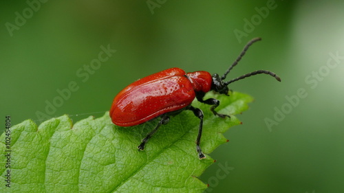 4K Lily Leaf Beetle (Lilioceris lilii) 2 photo