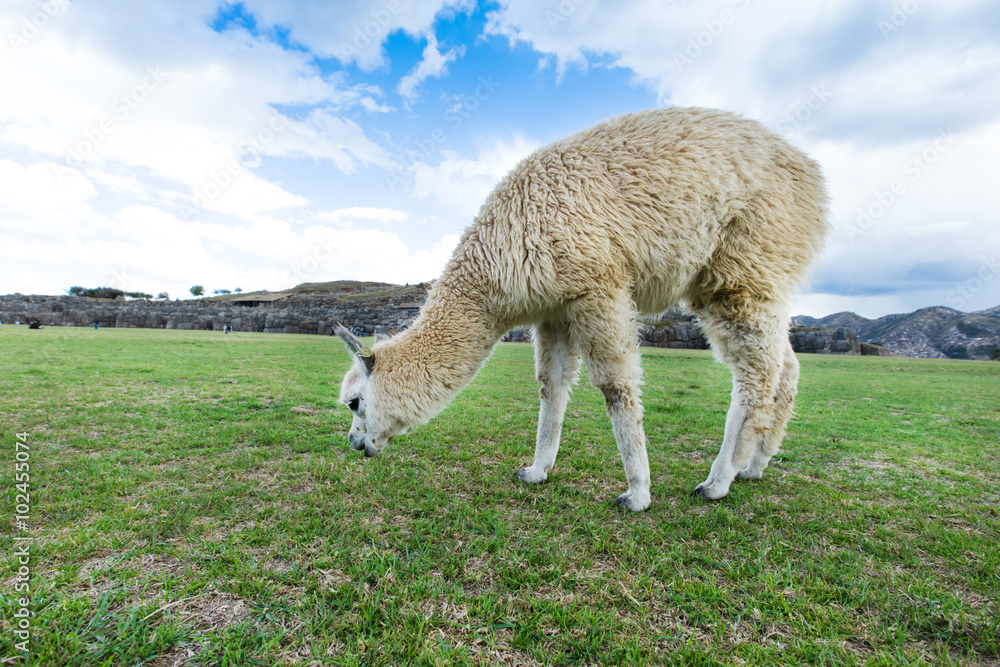 Fototapeta premium lamas in Andes,Mountains, Peru