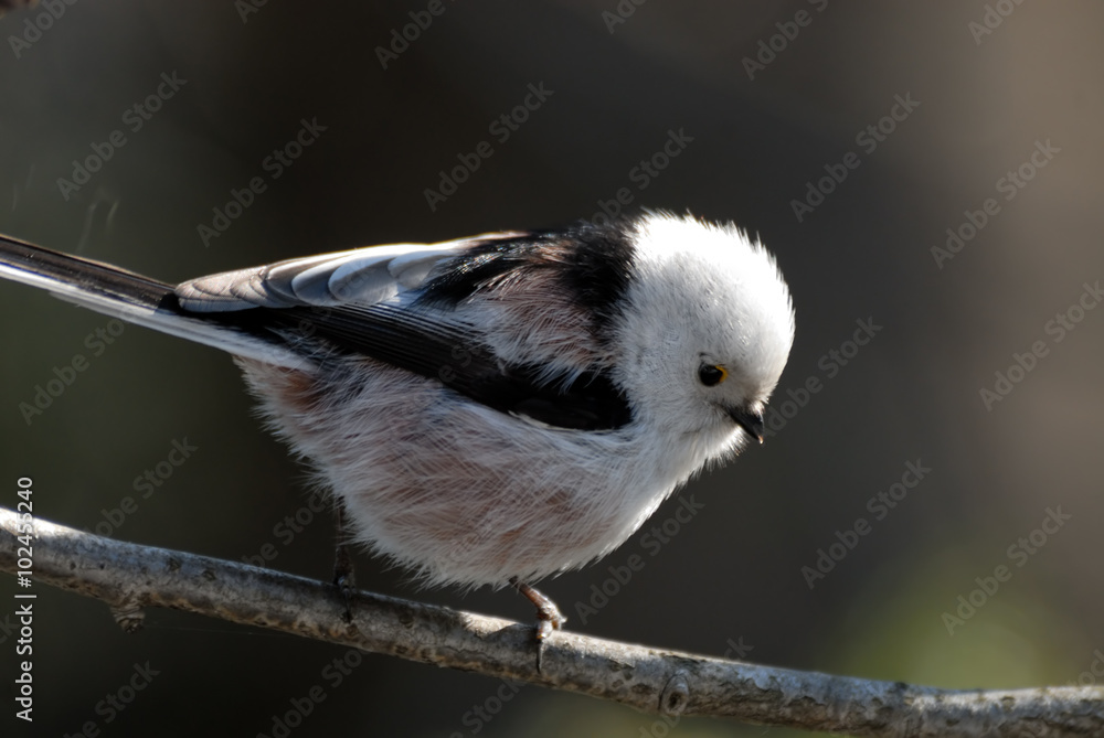 Obraz premium Close view of perching long-tailed tit
