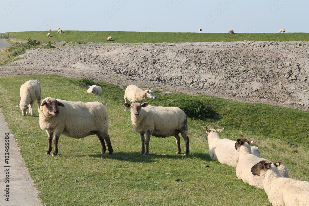 Fototapeta premium Sheep on an levee in the North Sea