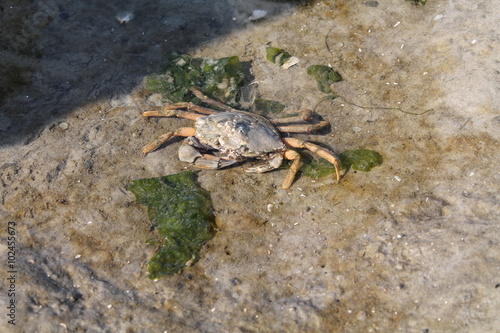 Crab