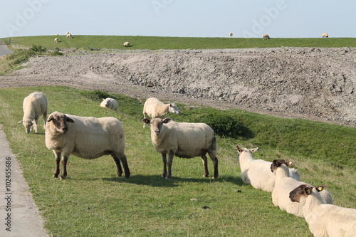 Sheep on an levee in the North Sea