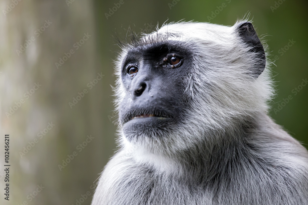 Hanuman Langur Hanuman Langur