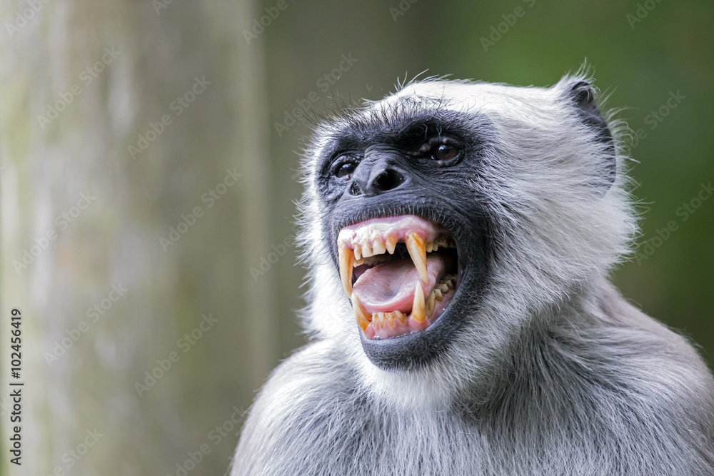 Obraz premium Hanuman Langur