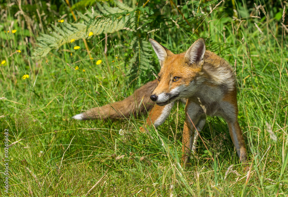 Red Fox (Vulpes vulpes) in British Countryside