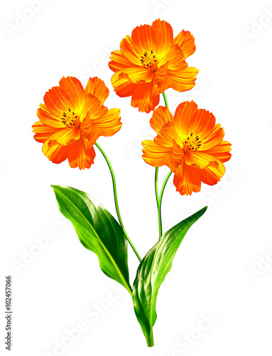 Cosmos flowers isolated on white background