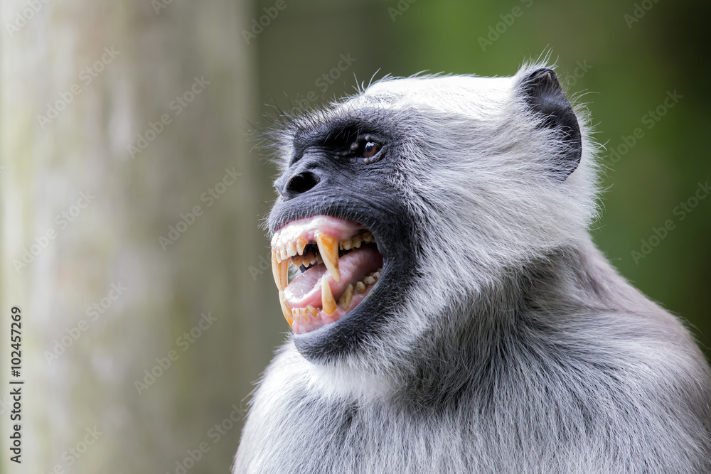 Obraz premium Hanuman Langur