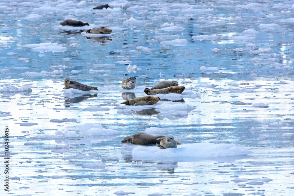 Fototapeta premium Harbor Seals in an Icy Bay