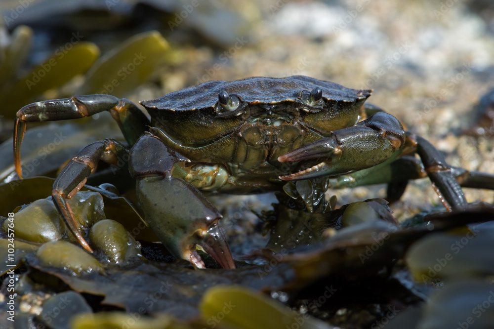 Green Shore Crab (Carcinus Maenus)/European Green Crab on barnacle and seaweed encrusted rock Green Shore Crab (Carcinus Maenus)/European Green Crab on barnacle and seaweed encrusted rock