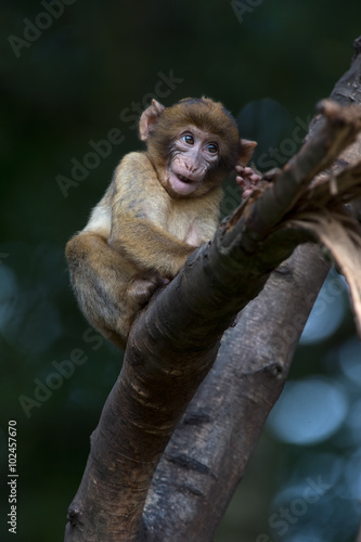 Barbary Macaque (Macaca Sylvanus)/Young Barbary Macaque on in tree branches photo