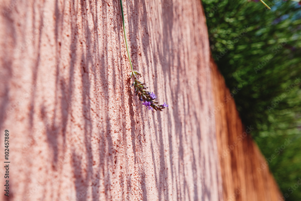 Obraz premium Lavender on the Red rocs of jaune in Roussilon, Provence, France
