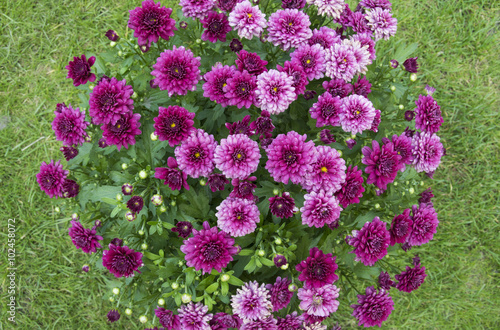 Tableau sur toile Chrysanthemum flowers. Bouquet of flowers on green background..