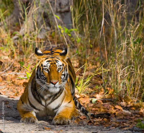 Wild tiger lying on the ground. India. Bandhavgarh National Park. Madhya Pradesh. An excellent illustration.